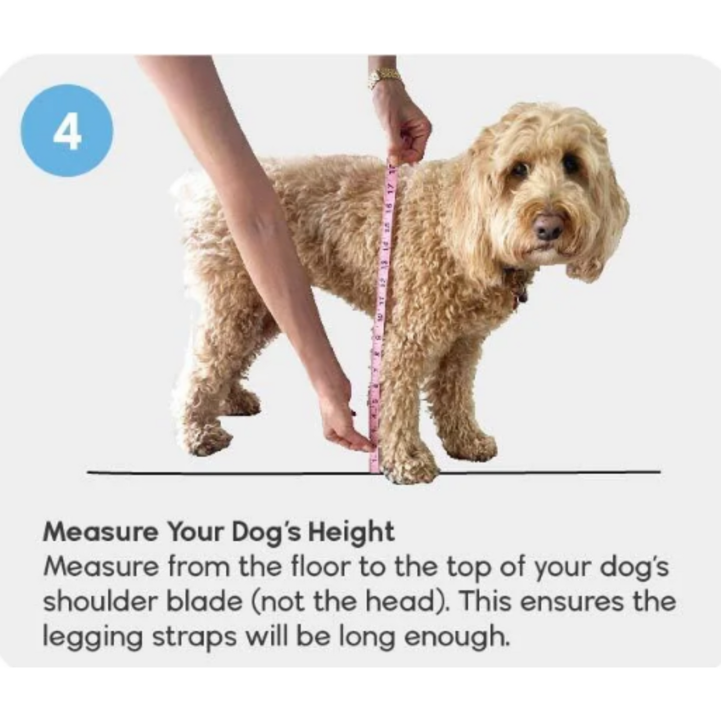 Walkee Paws - Suspender Boot Leggings