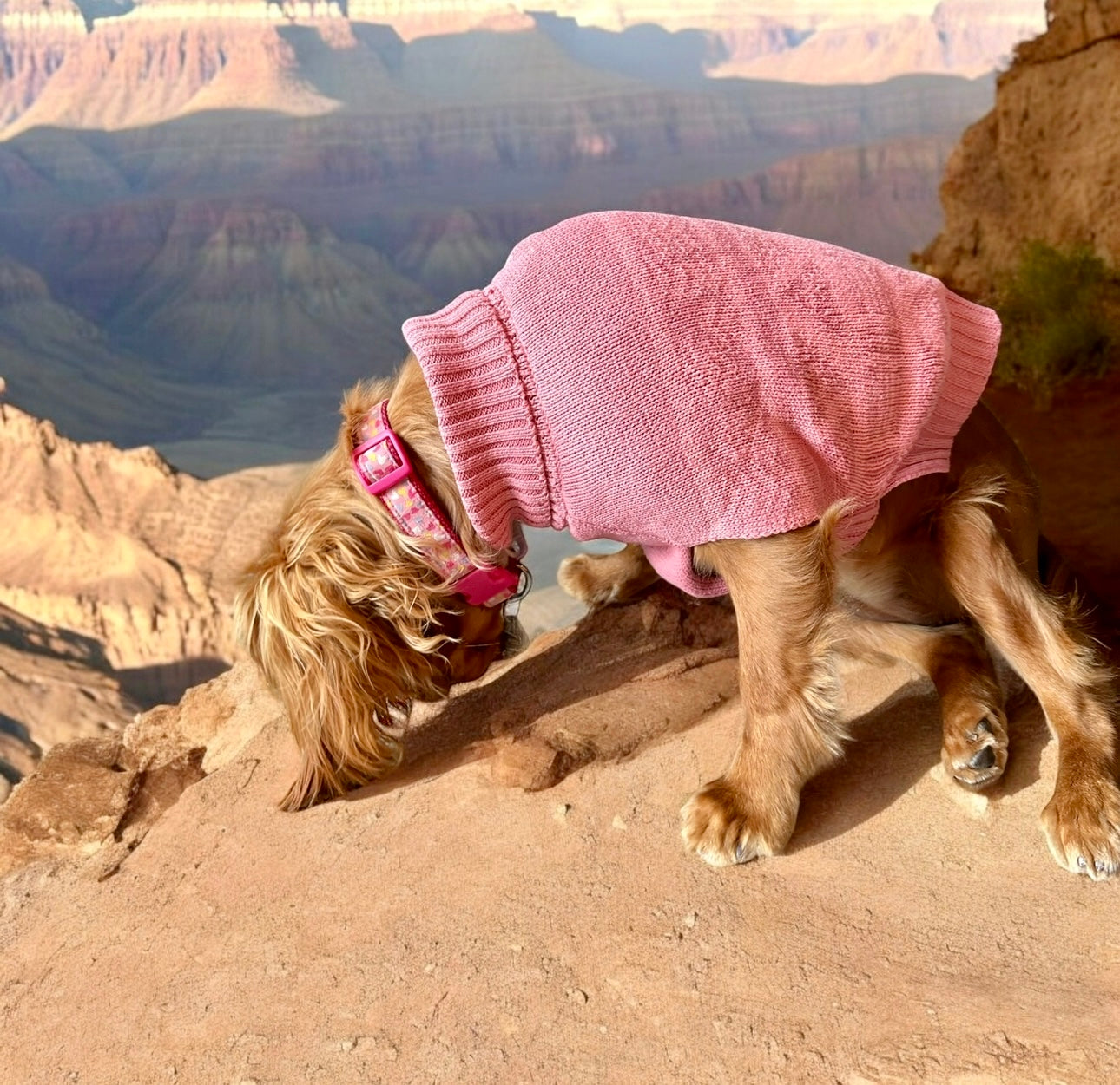 Petco Dog Sweater - M