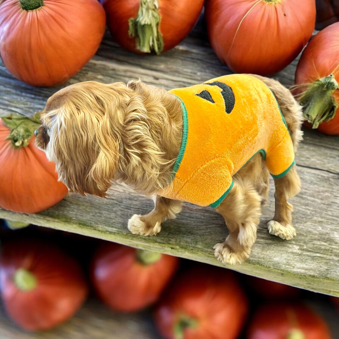 Pumpkin - Fleece Dog PJs