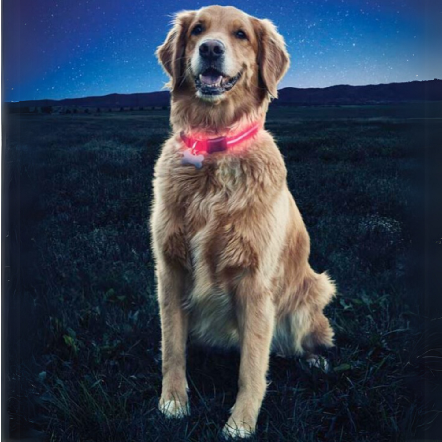 Nite Ize Dawg LED Dog Collar