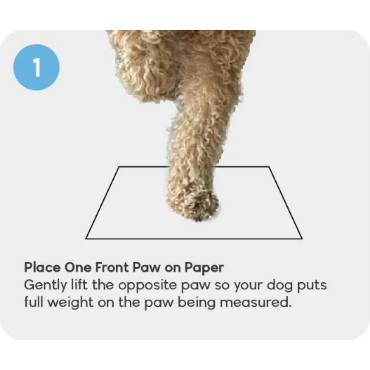 Walkee Paws - Suspender Boot Leggings