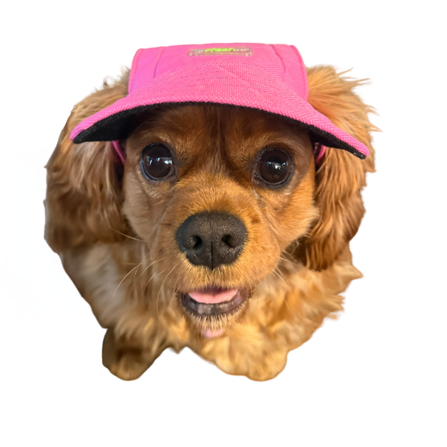 Pet Baseball Cap