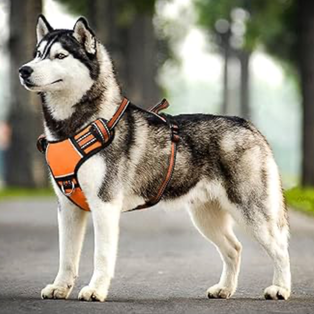 WINSEE Orange Dog Harnesses & Dog Collar