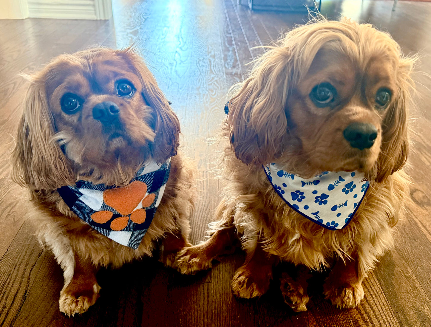 Summer Reversible Pet Bandanas