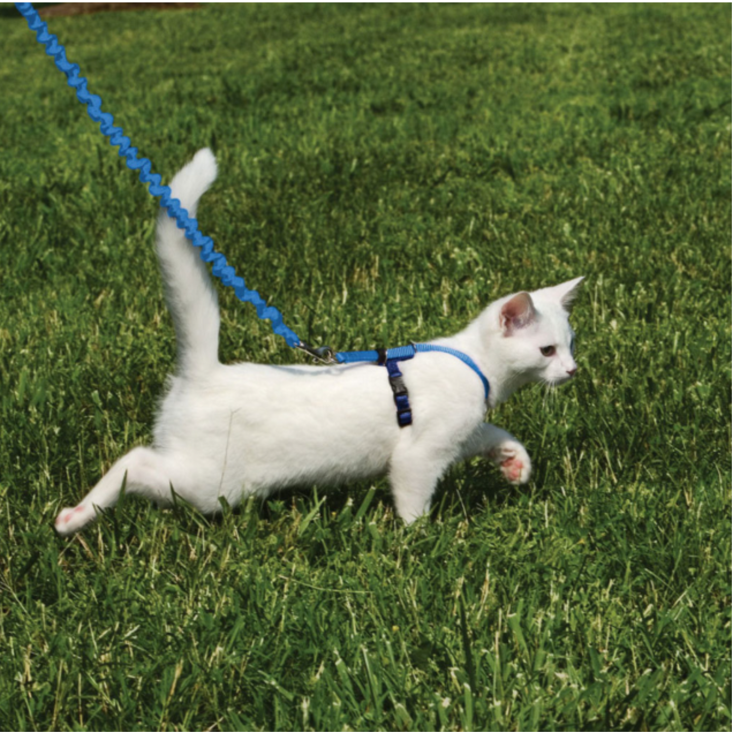 Easy Walk - Come With Me Kitty Cat Harness & Bungee Leash