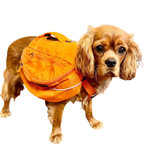 Ruffwear Approach Dog Pack