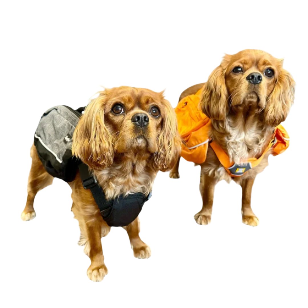 Ruffwear Approach Dog Pack