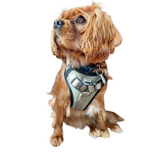 KONG Neoprene Max Padded Harness