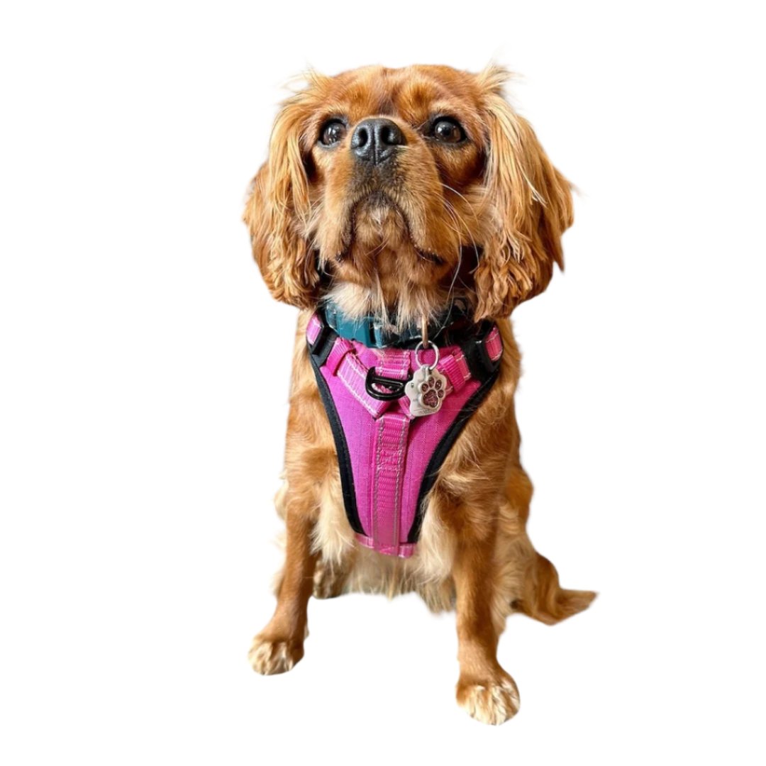 KONG Neoprene Max Padded Harness