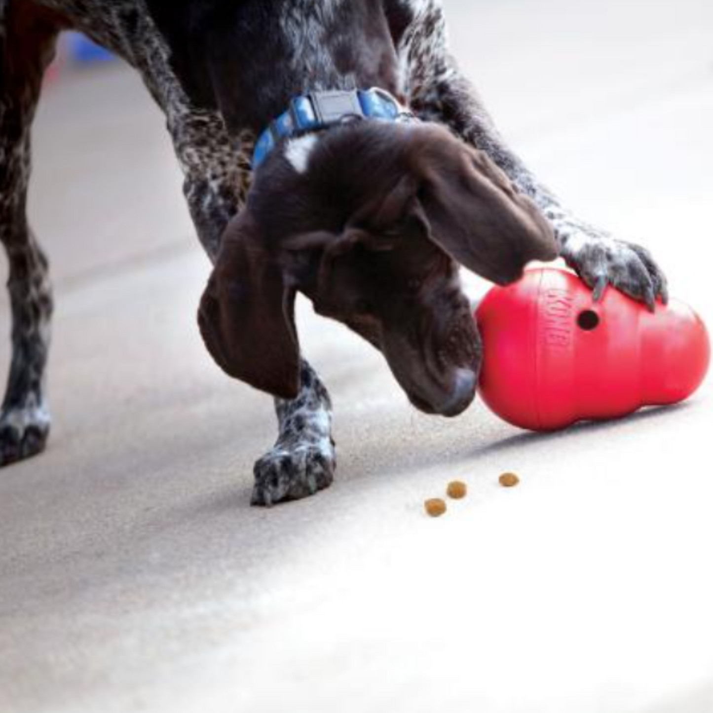 KONG Wobbler Dog Toy