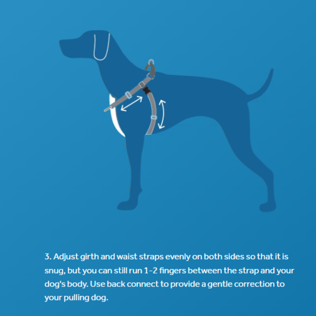 RC Pets Tempo No Pull Harness