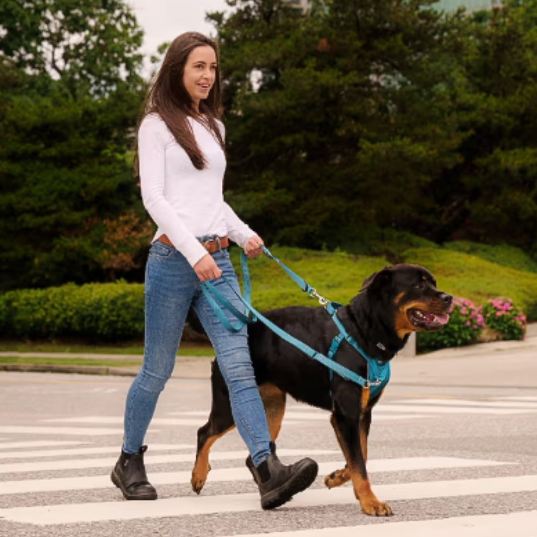 RC Pets Tempo No Pull Harness