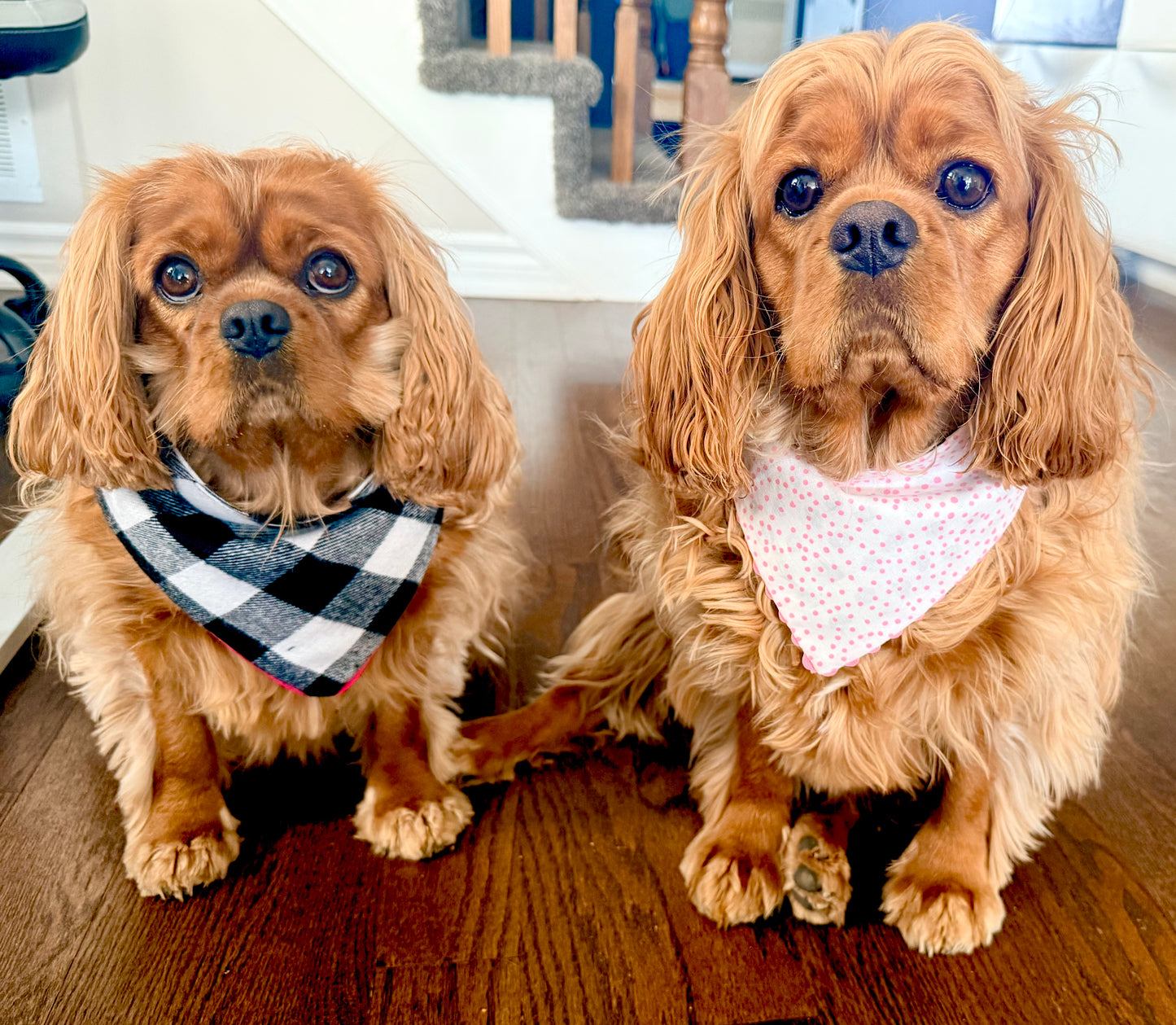 Summer Reversible Pet Bandanas