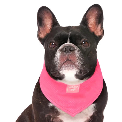 Canada Pooch Cooling Bandana