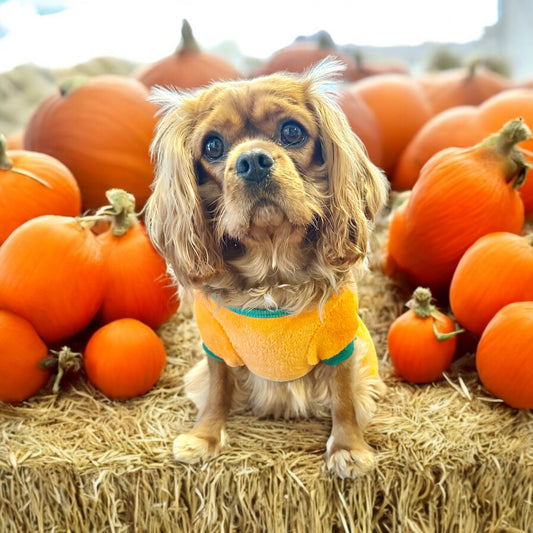 Pumpkin - Fleece Dog PJs