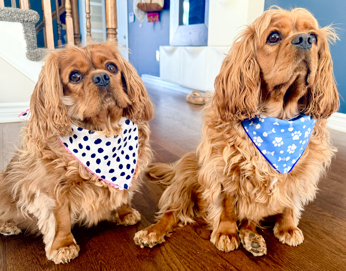 Summer Reversible Pet Bandanas