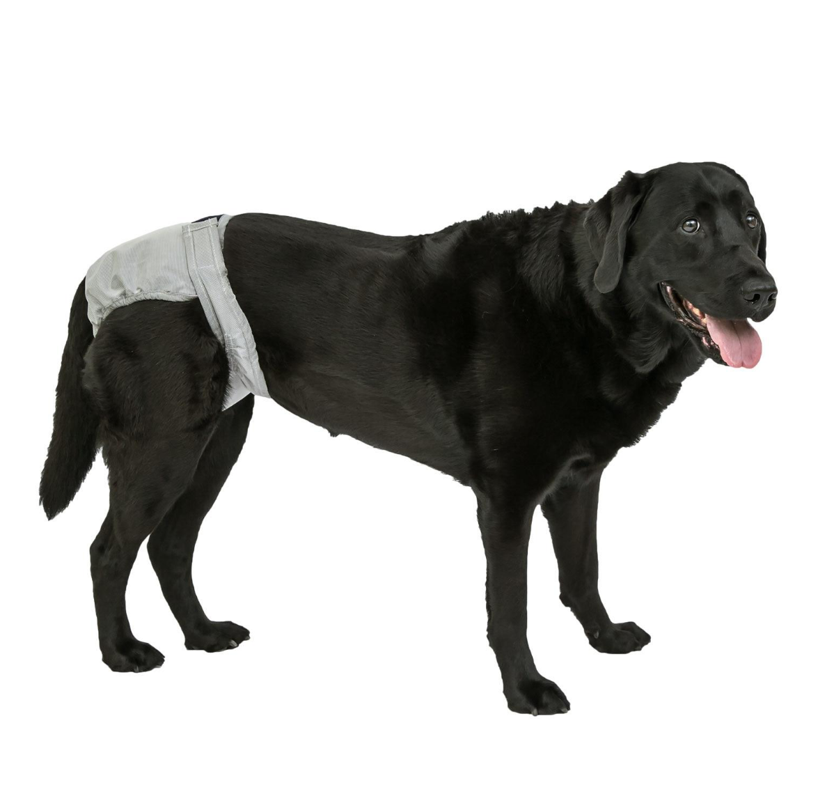 Pooch Pad PoochPants Reusable Diaper