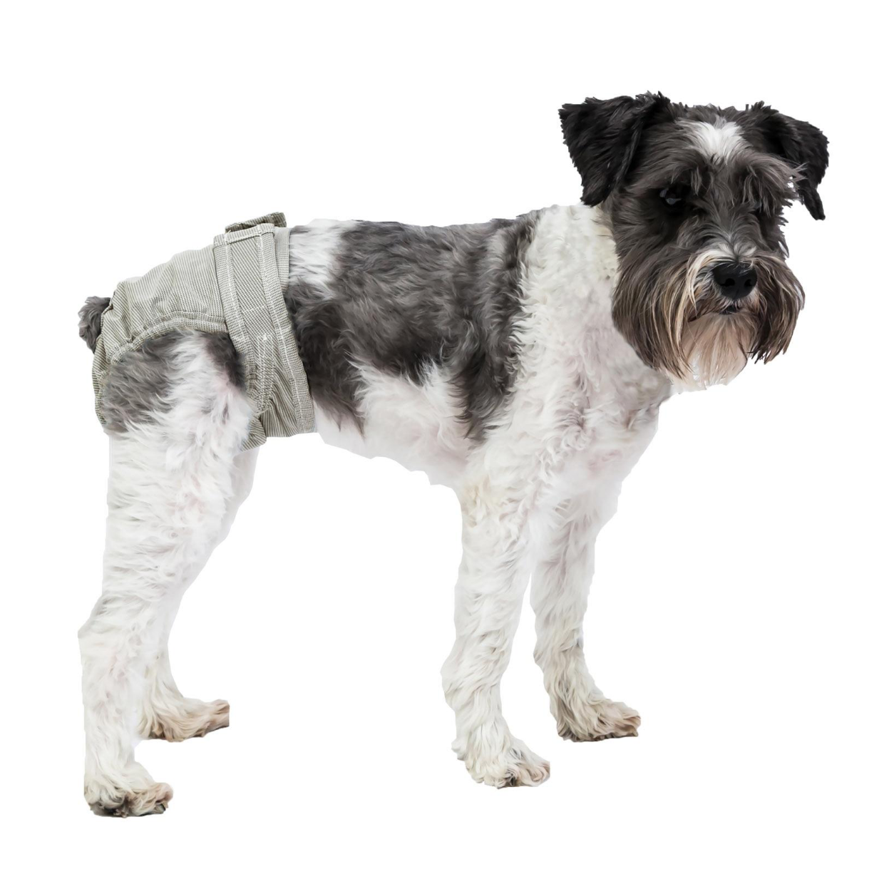 Pooch Pad PoochPants Reusable Diaper