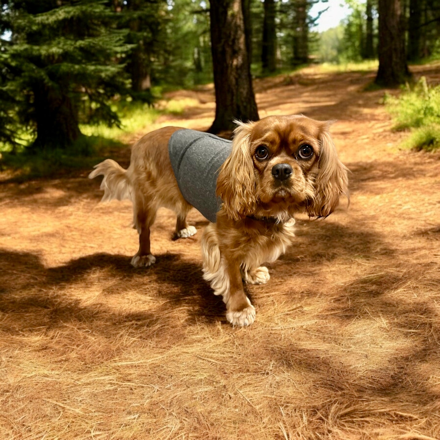 thundershirt Dog Anxiety Vest