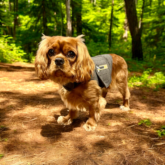 thundershirt Dog Anxiety Vest