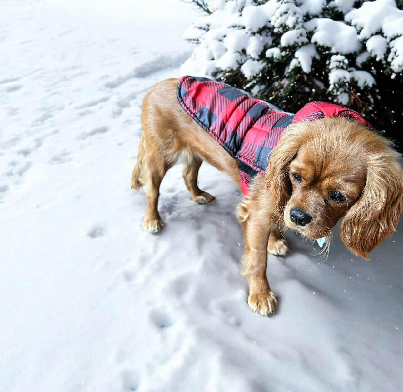 Silver Paw Dog Winter Coat