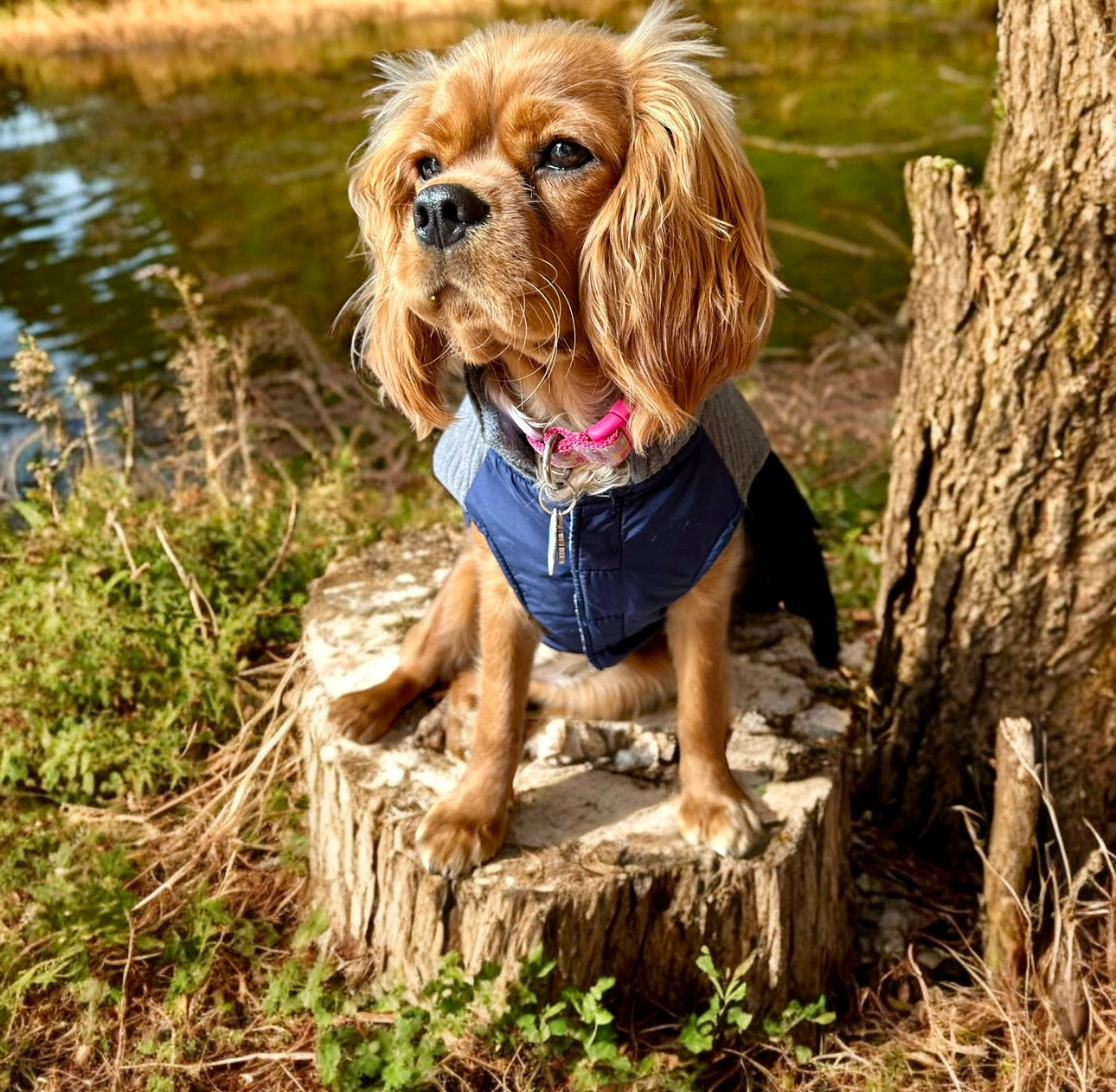 Top Paw Dog Sweater