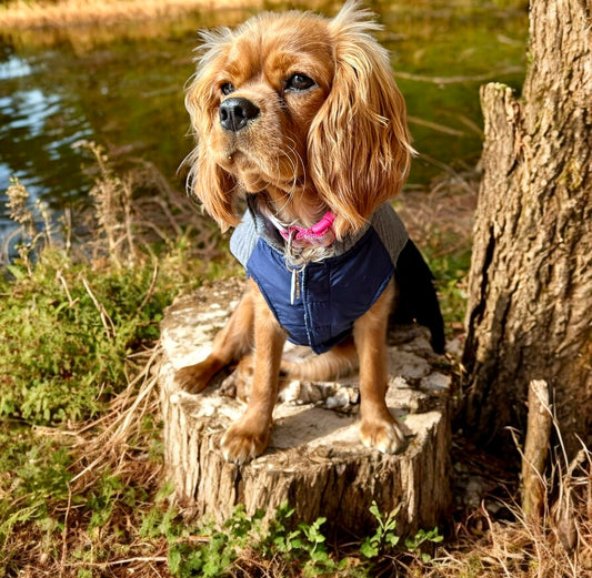 Top Paw Dog Sweater