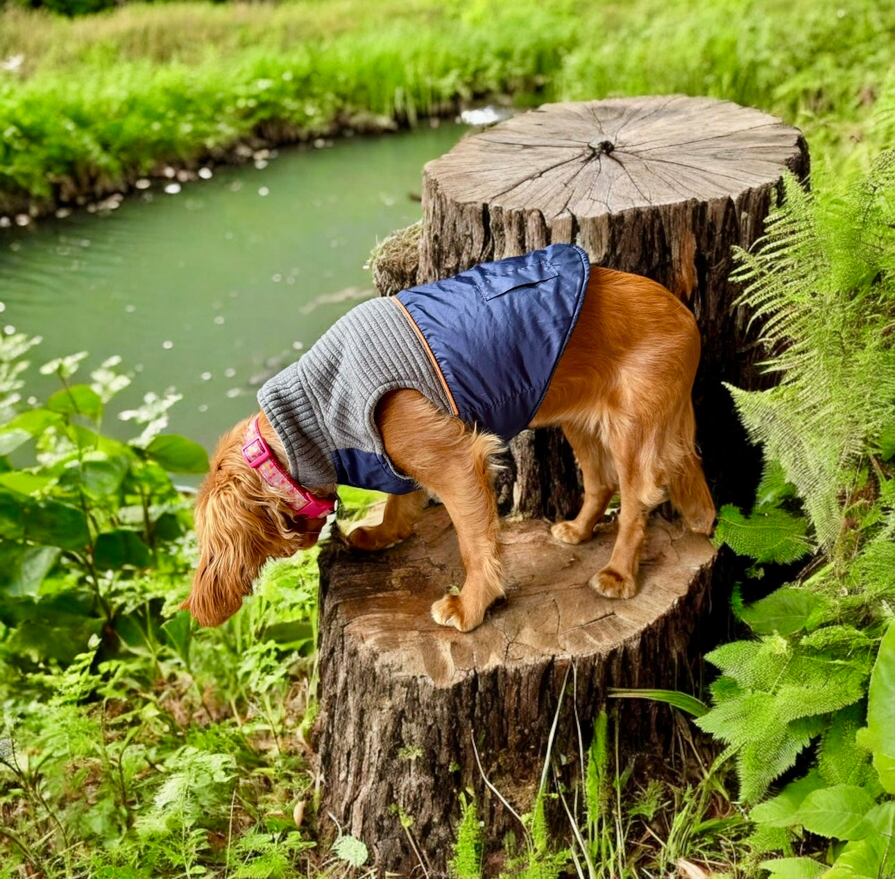 Top Paw Dog Sweater