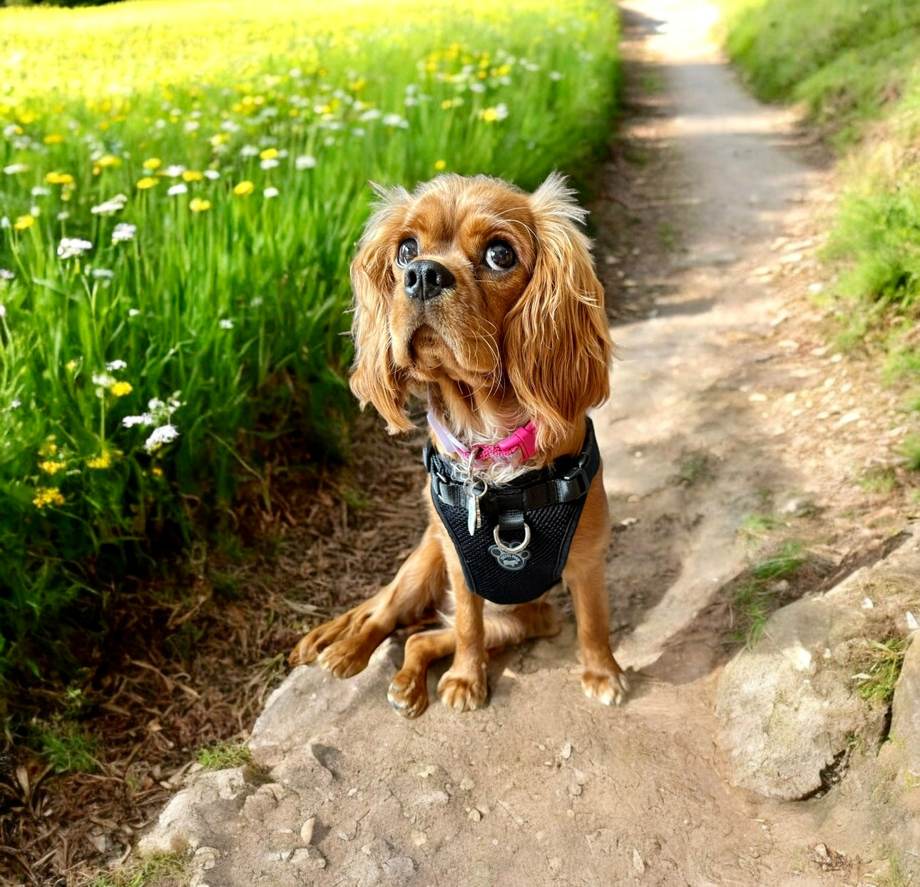 Canada's Pooch Everything Harness