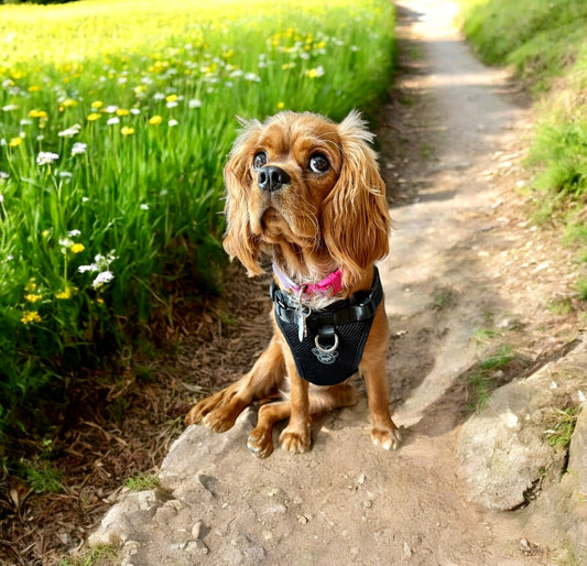 Canada's Pooch Everything Harness