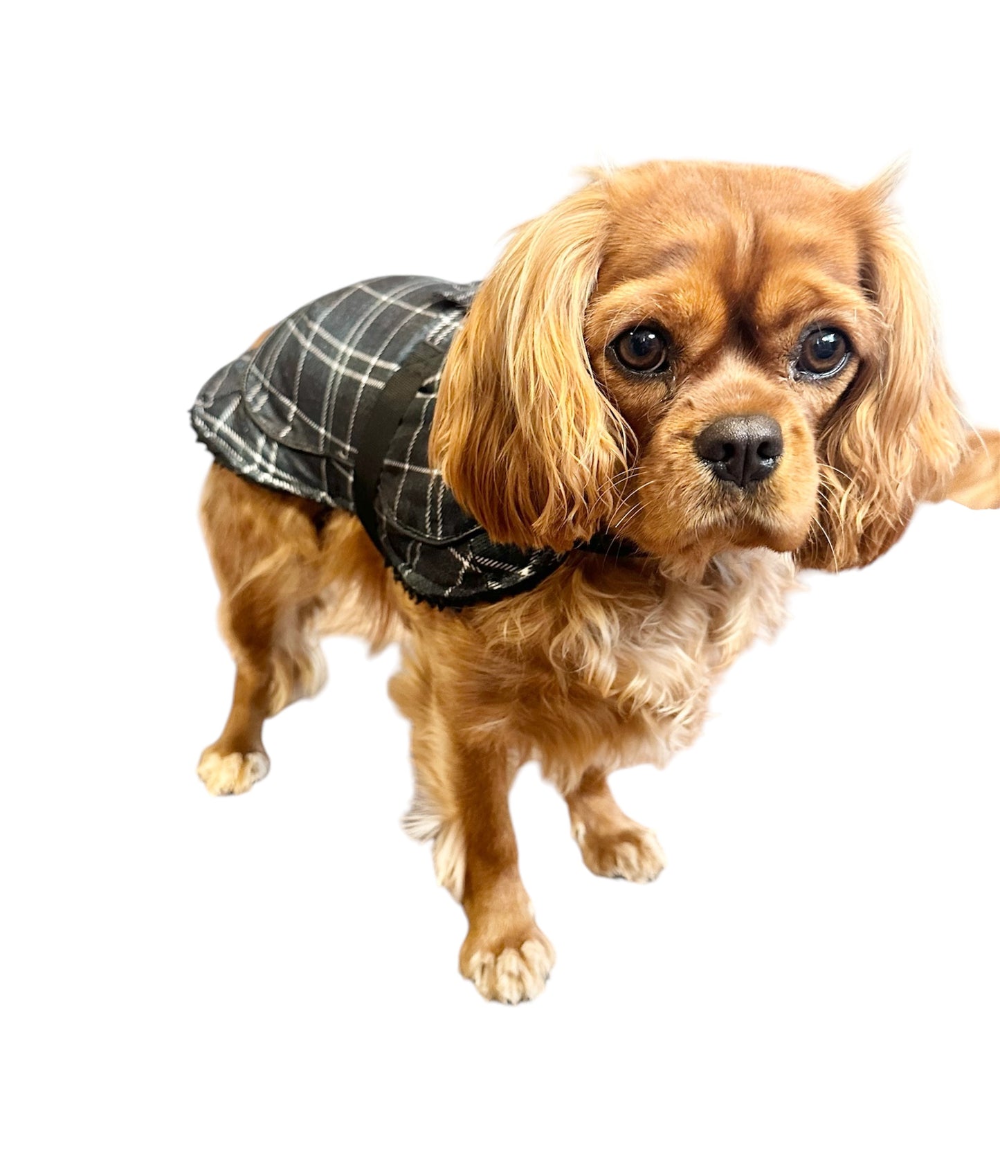 bailey&bella Blanket Coat