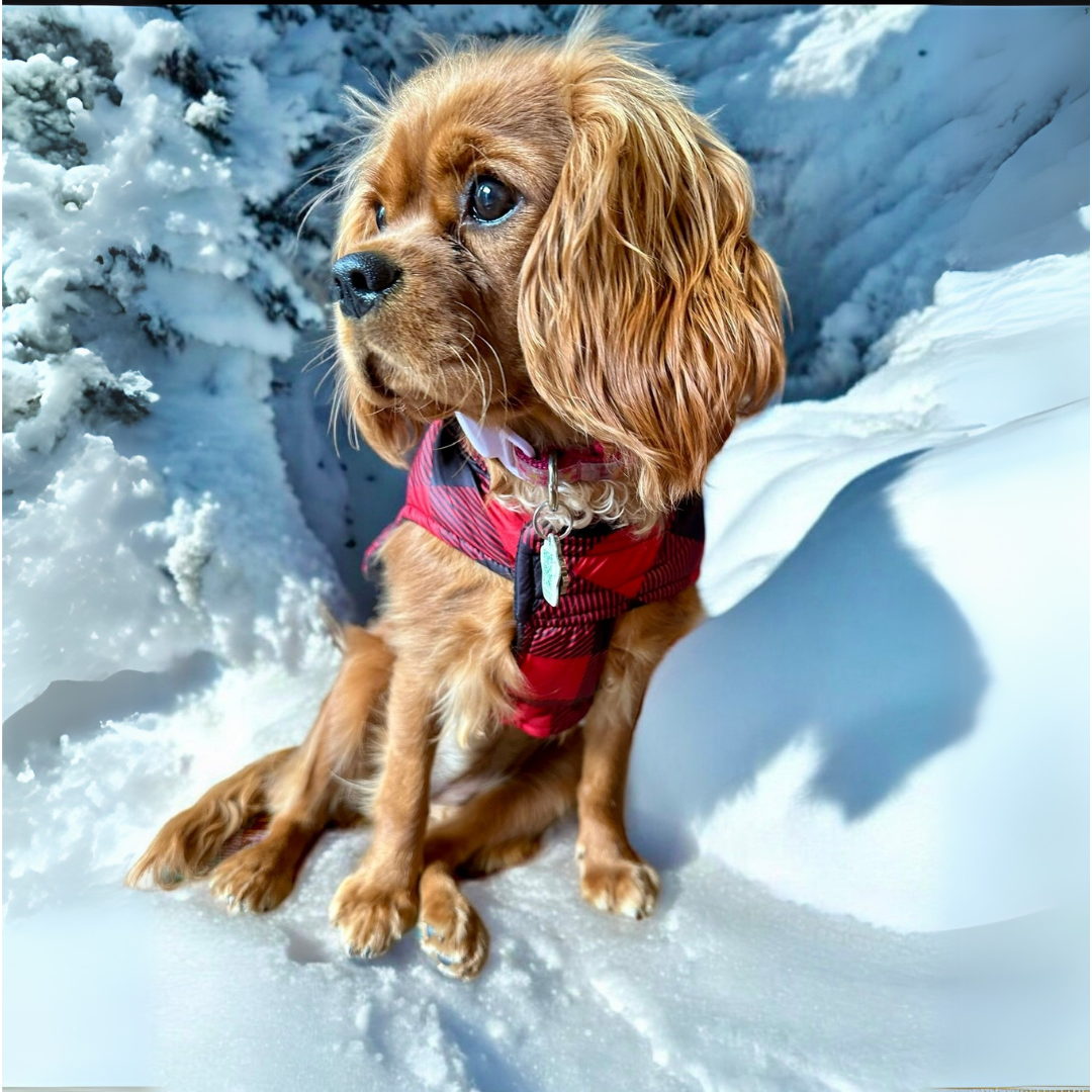 Silver Paw Dog Winter Coat